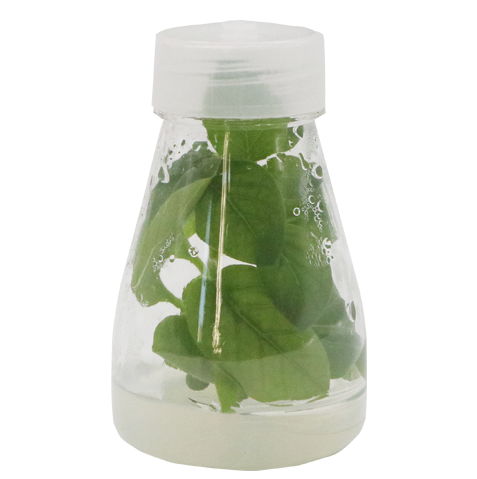 product_detail.php?id=242