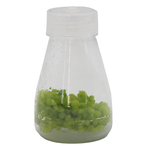 product_detail.php?id=243