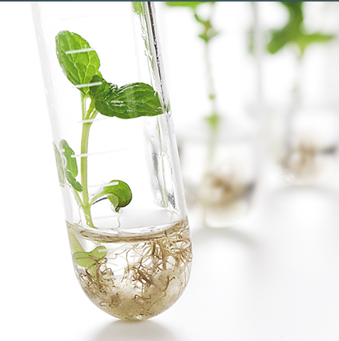 product_detail.php?id=249