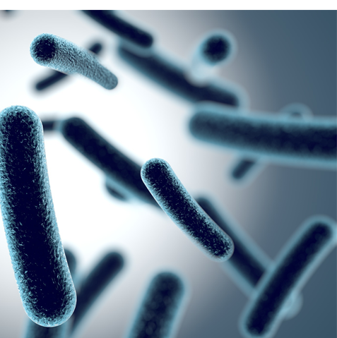 product_detail.php?id=255