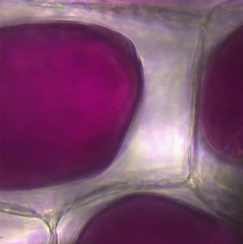 product_detail.php?id=257