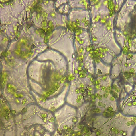 product_detail.php?id=258