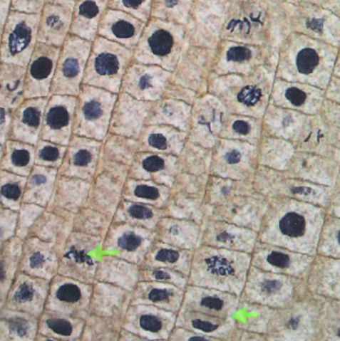 product_detail.php?id=259